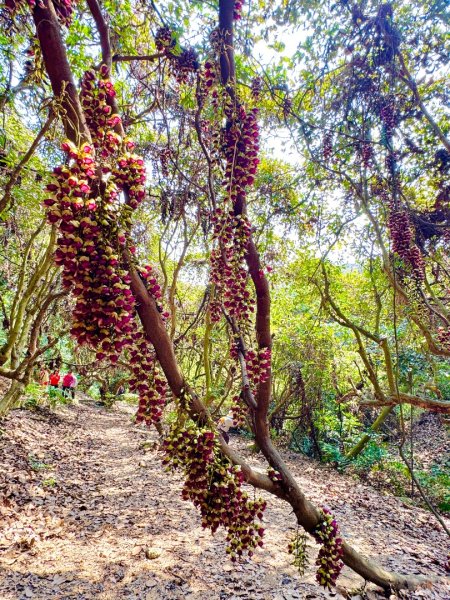 草尾嶺血藤滿山開3019018