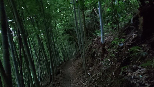 大雪山生態社區-橫嶺山木馬古道(亦稱橫嶺山自然步道) / 6.6K-6.0K步道出口-3.5K1762749