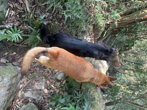 苗栗金童山、玉女山、汶水山2672870