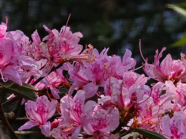 谷關松鶴橋對面的德芙蘭生態步道順登東卯山西南峰2748329