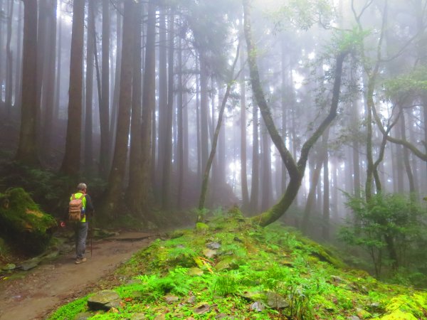 【新竹】觀霧迷幻森林：檜山巨木群步道1111972