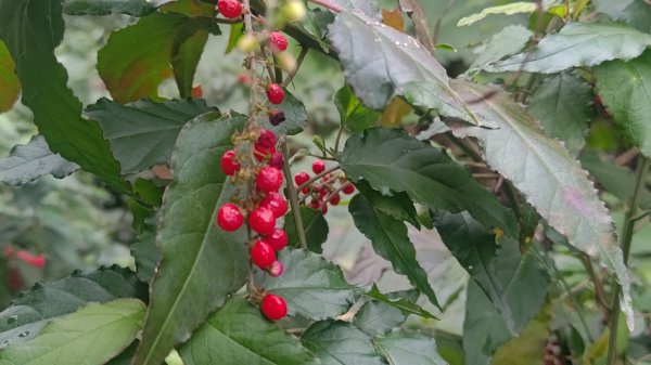 內樹尾、田中**山2708943