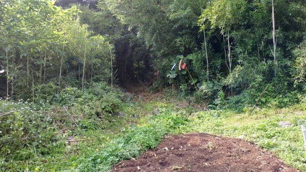 ✅興福寮/巴拉卡舊水管路-開墾地遺址 (全段擴徑增繩.重整完成)2506785