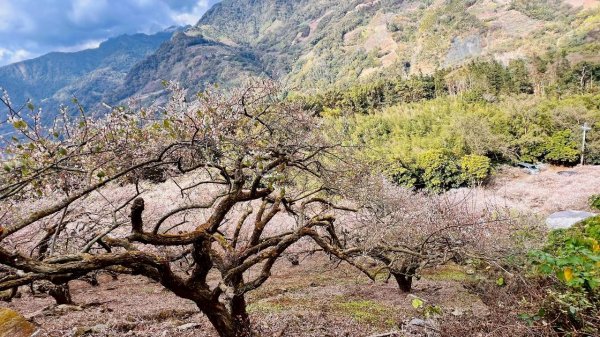 🌈1/17（六）蔡家古厝賞梅×梅子夢工廠×車埕老街✨FB：熊熊趴爬走🌈2983938