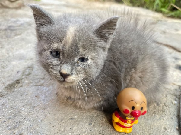 西藏♥️可愛動物🐎人物寫真/拉薩旅拍/美食2902993