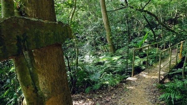 頂福巖森林步道(林口森林步道)2283330