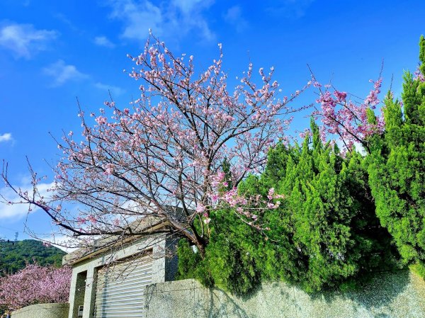 【2022櫻花季】陽明山平菁街櫻花季開跑1586020