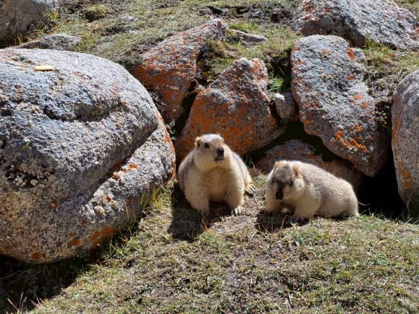 西藏-崗仁波齊轉山/珠峰大本營5200米2897669