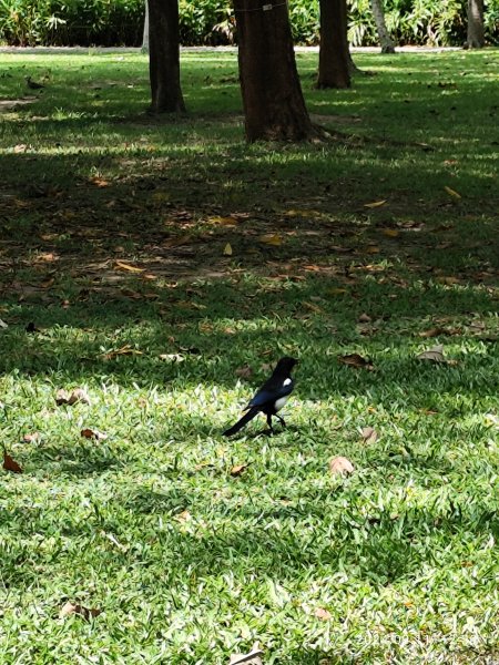 前港公園、大安森林公園、大港墘公園【走路趣尋寶】【臺北健走趣】2591724