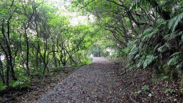 貂山古道,琉榔路觀光步道2590543