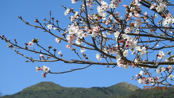 雲山水花鳥蝶 - 天龍國阿伯的日常 3/52053160