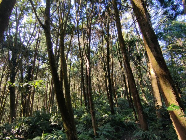 2024.11.29 騎龍山+騎龍古道2990409