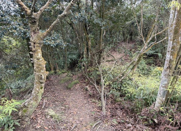 [微笑山線_第四段] 2026_0321 天上山系_石門內尖山3022067