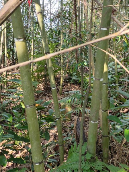 2024.02.17 關西金山2845309