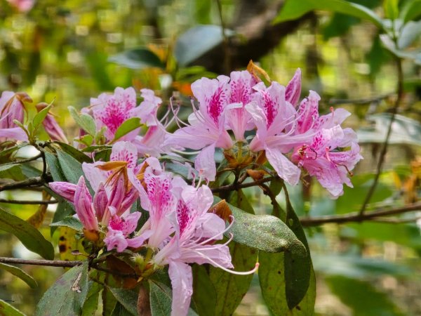 谷關松鶴橋對面的德芙蘭生態步道順登東卯山西南峰2748316