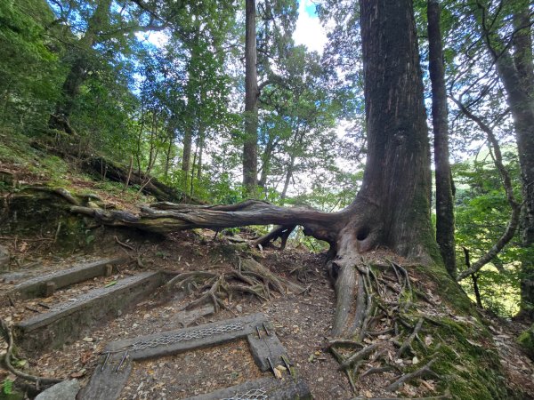 大雪山國家森林遊樂區賞楓／看神木／賞雪白山頭／賞大景2974295