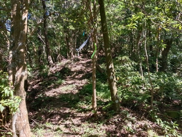 雙溪區中坑東山去回+林厝前荷花2877657