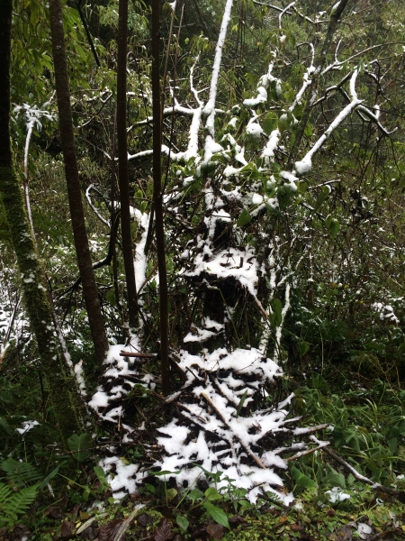 山岳之美 塔曼踏雪8393