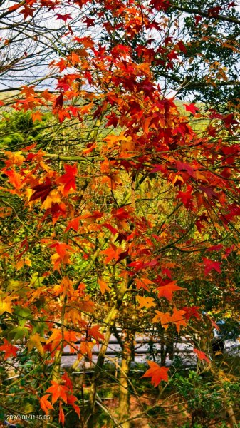 #花卉試驗中心 #永公路500巷 #平菁街42巷 #原住民公園 #士林官邸 1/42980387