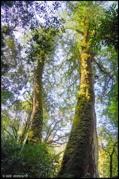 全台最大的紅檜森林 ~ 拉拉山巨木群885588