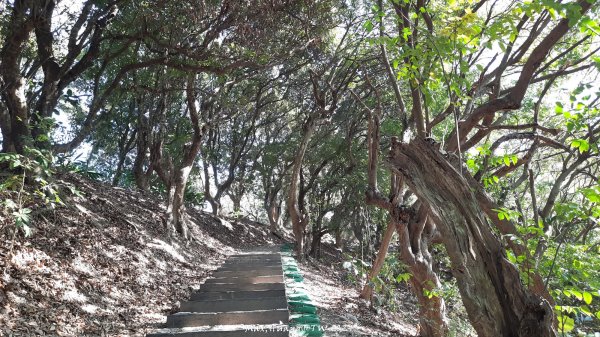 《彰化》富士櫻花｜花壇大嶺巷步道群及西來園（銀行山）登山步道202402132424692