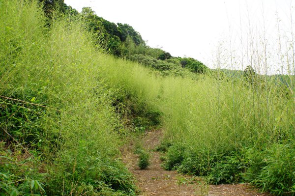 新竹 尖石 八五山、李崠山、鳥嘴下山3060731