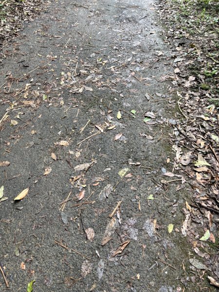 2025 芒草季 草嶺古道2932902