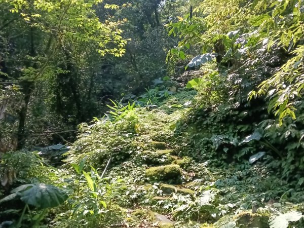 平溪區大華車站-乾坑古道石龜將軍-平湖西步道-番子坑山-平湖大厝-十分車站3037259