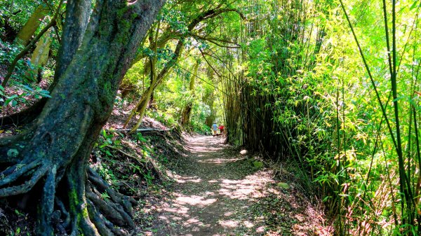紅壇上紗帽山,花卉中心3016462