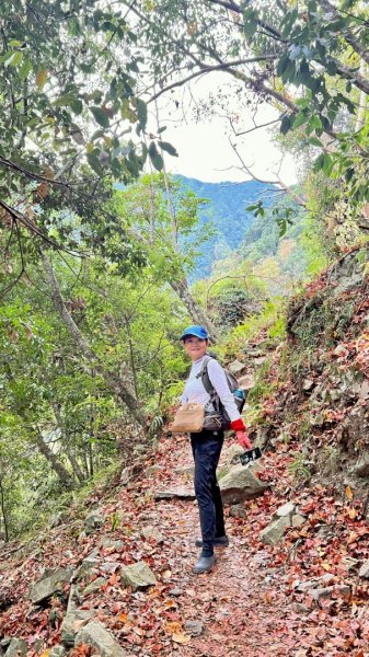20251219八仙山+佳保台山(谷關三雌)2974415