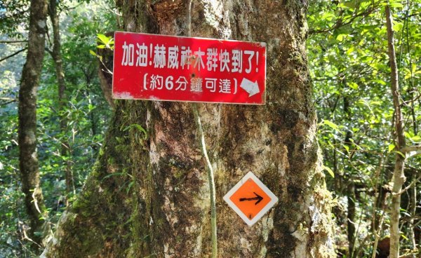 【中級山】插天山的奇幻世界，赫威山，赫威神木群步道2741334