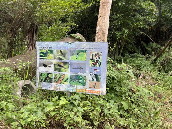 [皮皮獅探險隊-06/10] 2025_0706 四寮溪生態步道2831968