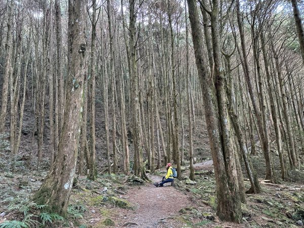 大雪山 稍來山 烏石坑林道2686451