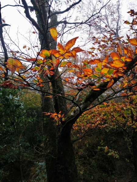 美呆～金黃山毛櫸的饗宴（樂佩、卡保稜線）1155379