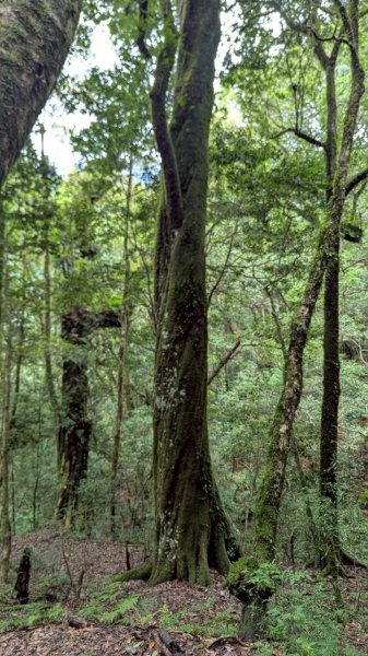 鎮西堡巨木步道群 (B區)2861207