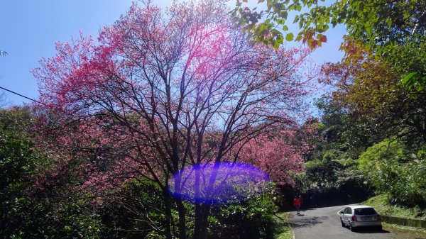 春天的顏色1279644