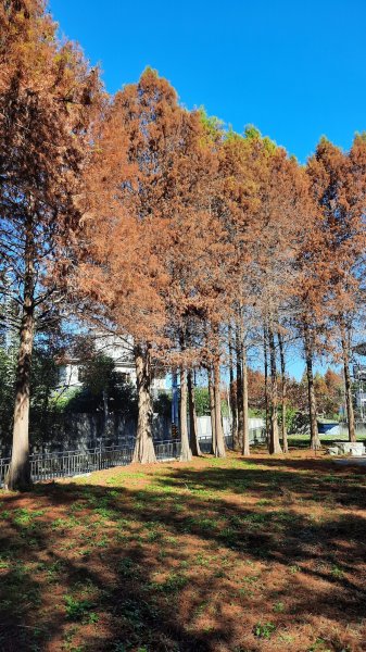 《台中》落雨松季｜石岡挑物古道O繞下情人木橋202501122687607