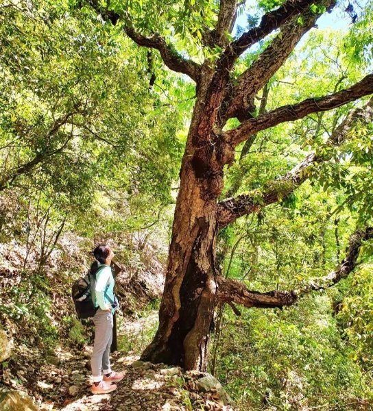 【中級山】谷關七雄東卯山2740996