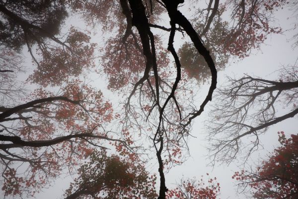 體驗不一的鳶嘴山..鳶嘴西陵線233508