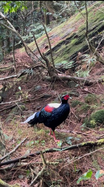 稍來山與藍腹鷴的邂逅2117911