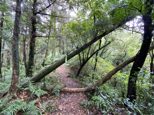 2023/12/14 碇內尖山 龍門山 五分山 淡蘭古道中路2399814