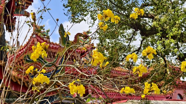 #西龍巖寺 #八里療養院 #黃花風鈴木 #青帶鳳蝶 #虎山 #101大樓  3/133014407