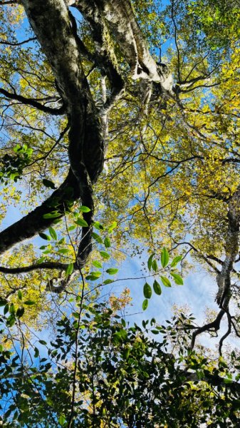 1101105內鳥嘴山.北得拉曼巨木1504329