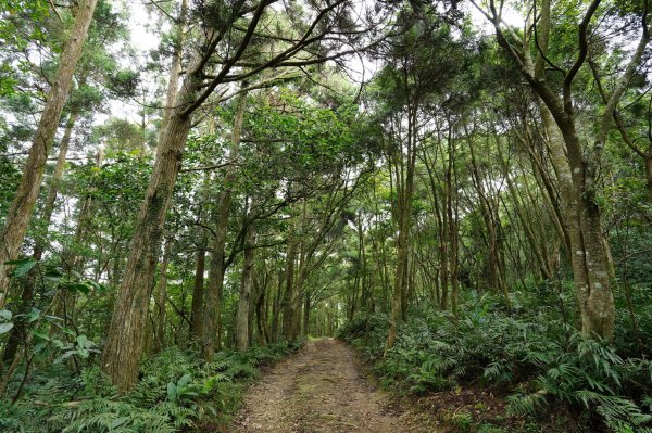 宜蘭 頭城 鶯子嶺2501343