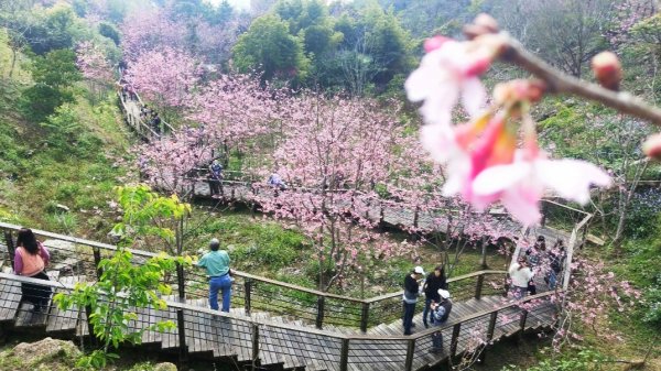 阿里山頂石桌 櫻之道123月櫻花季852358