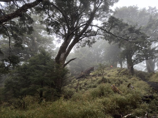 20250110 庫哈諾辛山(進涇橋登山口)2686260