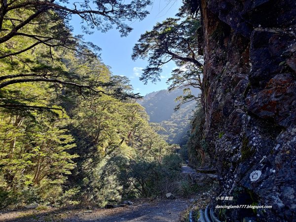 【南投】合歡溪步道：遠得要命的櫻花鉤吻鮭2912237