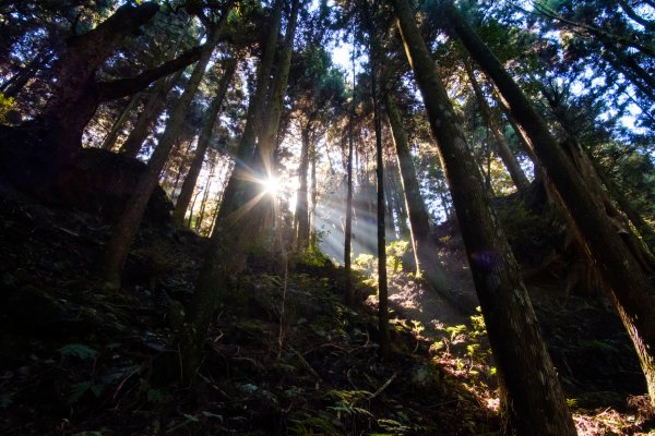 檜山巨木森林步道～可累可舒服的高山健行路線