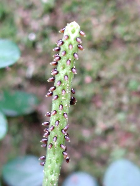 長壽山、肥崠山、醜崠山、大崠山、大崠山經建版2931936