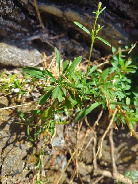 東埔走八通關古道訪龍貓公車繞對關山O型2962771